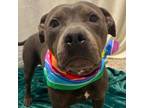 Adopt Mocha a Terrier, Mixed Breed