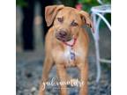 Adopt Mara a Labrador Retriever