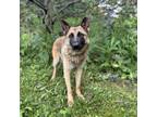 Adopt Adele--In Foster***ADOPTION PENDING*** a Shepherd