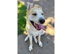Adopt Shiba a Siberian Husky, Mixed Breed