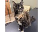 Adopt Arwin a Domestic Short Hair