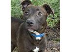 Adopt Pismo a Retriever, Mixed Breed