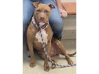 Adopt Daisy a Pit Bull Terrier, Mixed Breed