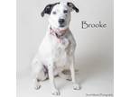 Adopt Brooke a Australian Cattle Dog / Blue Heeler, Mixed Breed