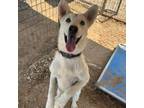 Adopt Gaz a Retriever