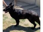 Adopt Kiowa a German Shepherd Dog