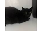 Adopt Luna a Domestic Long Hair