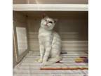 Adopt Willy a Domestic Short Hair
