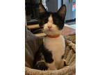Adopt 50 Cent a Domestic Short Hair
