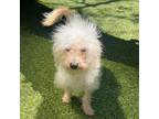 Adopt Chanel a Poodle, Terrier