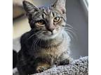 Adopt Sapphire 56C24 a Domestic Short Hair