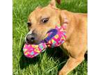 Adopt Freya 8D24 a Pit Bull Terrier