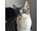 Adopt Dory 86C24 a Domestic Short Hair