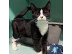 Adopt Tulip a Domestic Short Hair