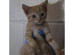 Adopt Kneazle 58C24 a Domestic Short Hair