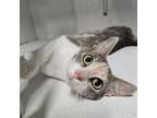 Adopt Emmy 62C24 a Domestic Short Hair