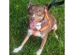 Adopt River 10D24 a Australian Shepherd