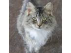 Adopt Molly 33C24 a Domestic Long Hair