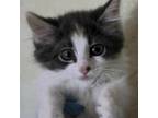 Adopt Esmee 66C24 a Domestic Short Hair