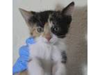 Adopt Wampus 61C24 a Domestic Short Hair