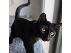 Adopt Mars 73C24 a Domestic Short Hair