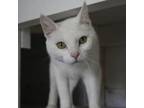Adopt Luna 28C24 a Domestic Short Hair