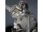 Adopt Cassiopeia 26C24 a Domestic Short Hair