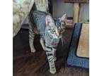 Adopt Andromeda 27C24 a Domestic Short Hair
