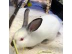 Adopt Maria a American