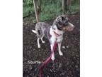 Adopt Squirtle a Catahoula Leopard Dog, Mixed Breed