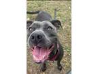 Adopt Bobbie Sue a Pit Bull Terrier, Mixed Breed