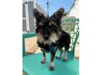 Adopt Bimini a Miniature Schnauzer