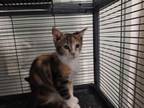 Adopt Waverly a Domestic Short Hair