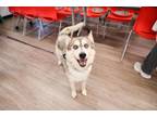 Adopt Abe a Siberian Husky, Mixed Breed