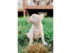 Adopt Dot a Australian Shepherd