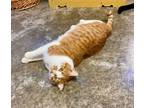 Adopt Bonnie a Domestic Short Hair