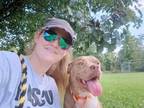 Adopt Cleo a Pit Bull Terrier, Shepherd