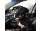 Adopt Merci a Labrador Retriever, Staffordshire Bull Terrier