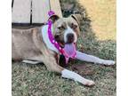 Adopt Leeloo $25 Fostered a Pit Bull Terrier, Mixed Breed
