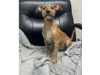 Adopt Delia a Pit Bull Terrier, Mixed Breed