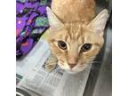 Adopt Seraphina a Domestic Short Hair