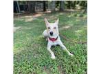 Adopt Pixie a Retriever, Mixed Breed