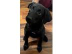 Adopt Bernadette a Labrador Retriever, Mixed Breed