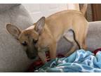 Adopt Bailey Cleo a Shepherd, Mixed Breed