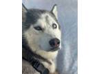 Adopt MAGNIFICENT MARLEY a Husky