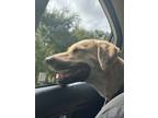 Adopt SANDY a Black Mouth Cur, Mixed Breed