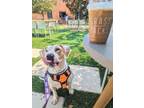 Adopt Vegas a American Staffordshire Terrier, German Shorthaired Pointer