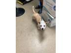 Adopt Little bit a Cardigan Welsh Corgi, Mixed Breed