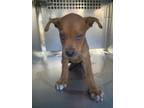 Adopt Dalyria a Australian Cattle Dog / Blue Heeler, Mixed Breed