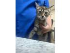 Adopt Maizey a American Shorthair, Domestic Short Hair